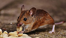 24 Hour & Emergency Exterminators in Rohrsburg, PA